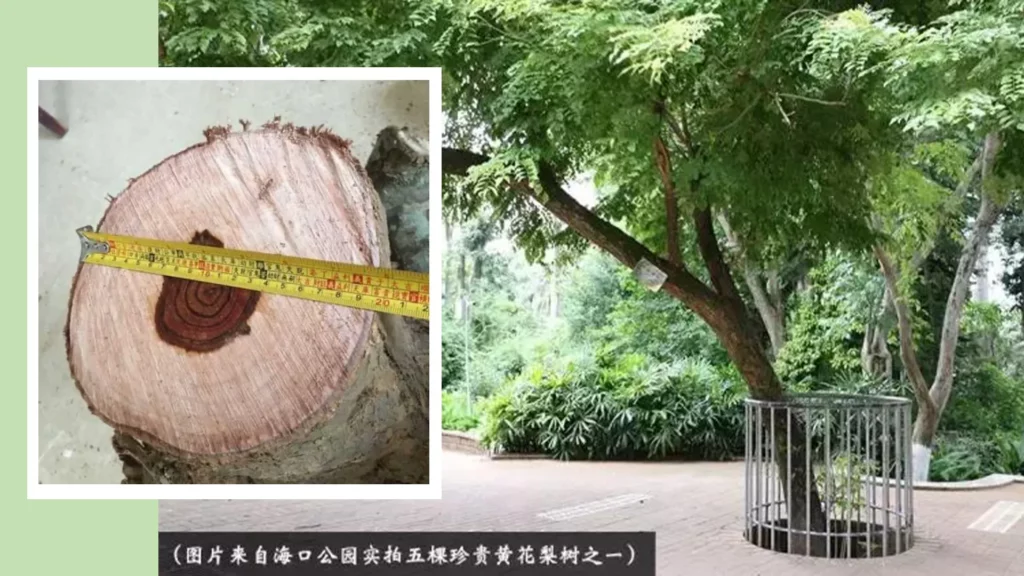Huanghuali tree in Haikou Park, Hainan