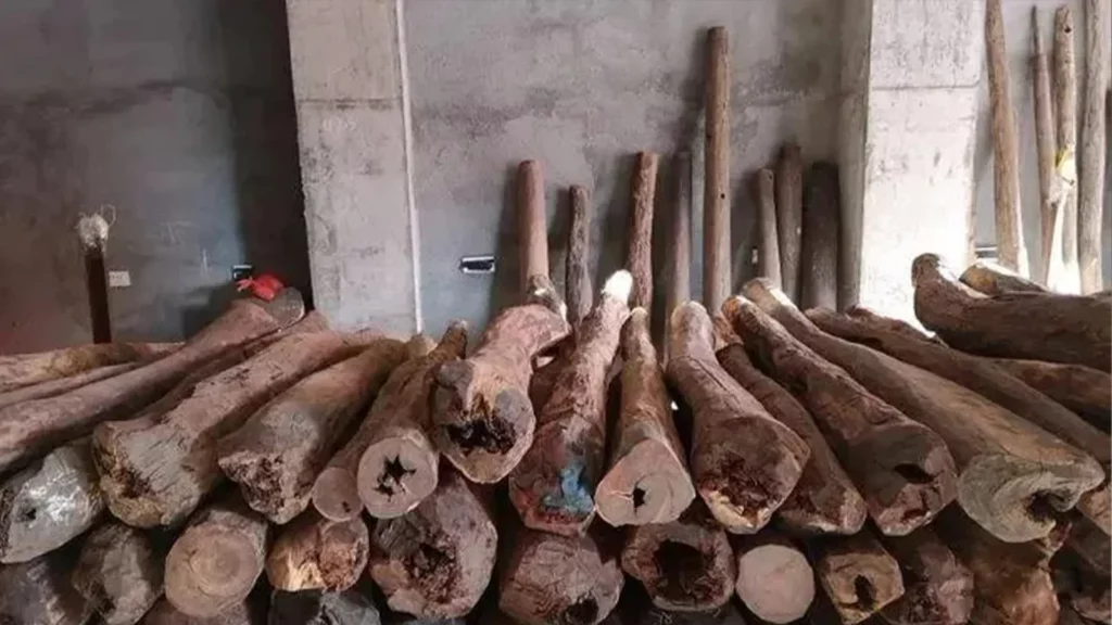 於工廠中堆放尚未加工的小葉紫檀