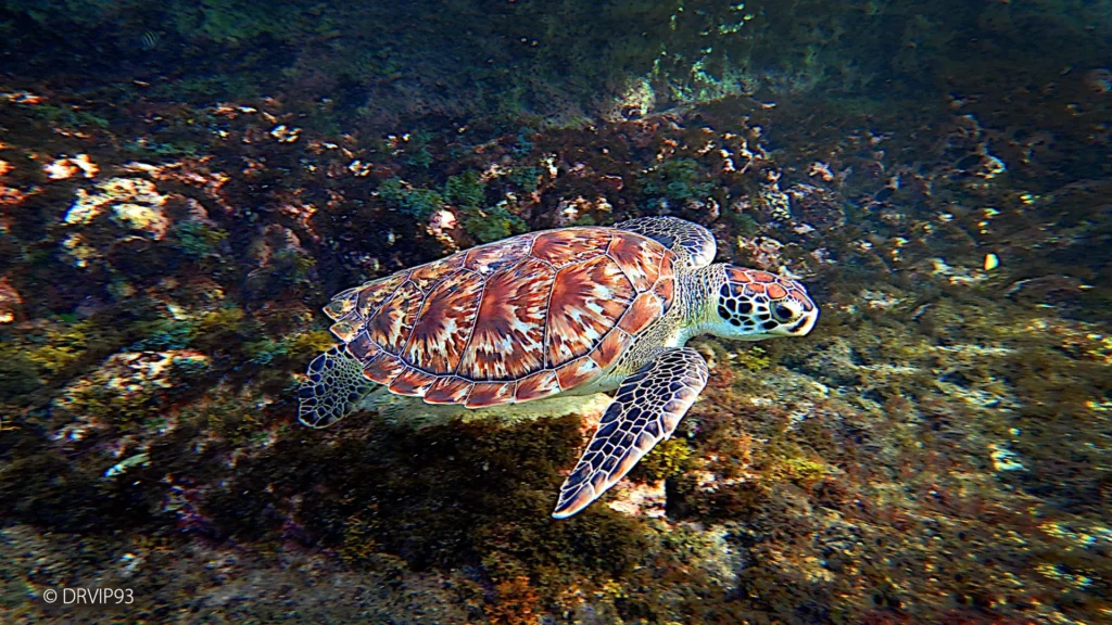 Hawksbill sea turtle swimming in the sea of Curaçao Island