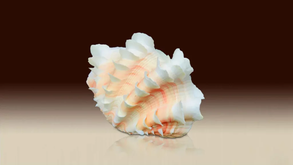 A mixture of white and red-colored scallop shells.