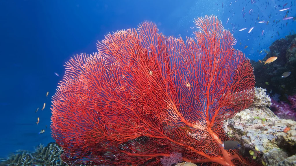 Red coral in the deep sea