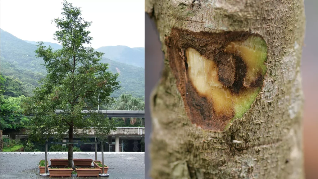 (左)公園中香樹被圍欄圍住。(右)香樹破損的樹皮表面。