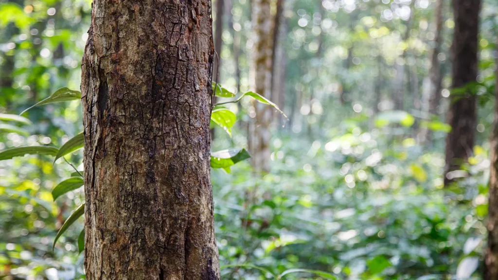 在自然森林中生長的檀香樹樹幹