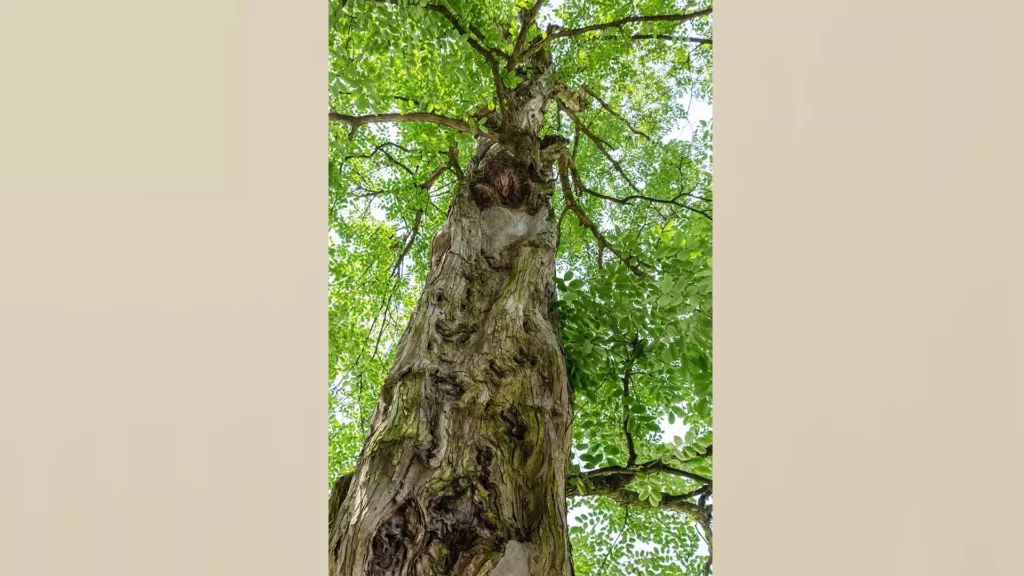 在中國東林寺中的古老檀香樹,從下往上的視野