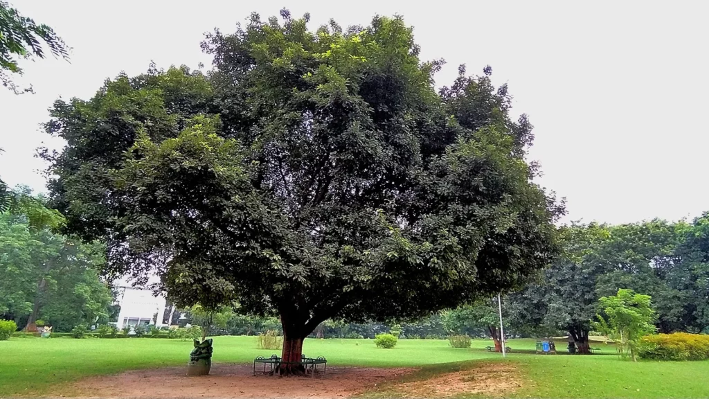 印度公園中環繞著美麗花園的大而美麗的阿周陀那樹
