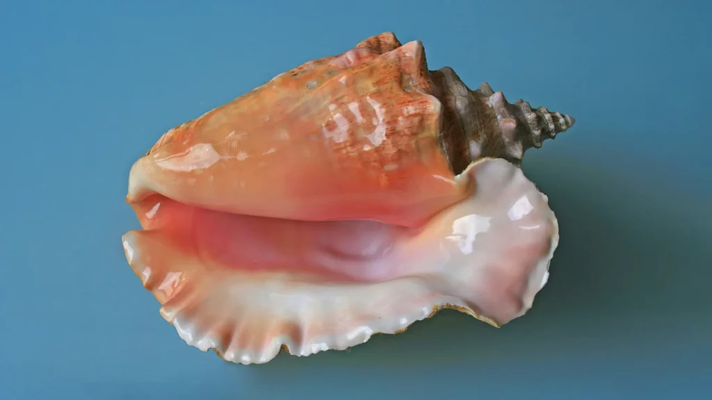 橙色、粉色相間的美麗貝殼