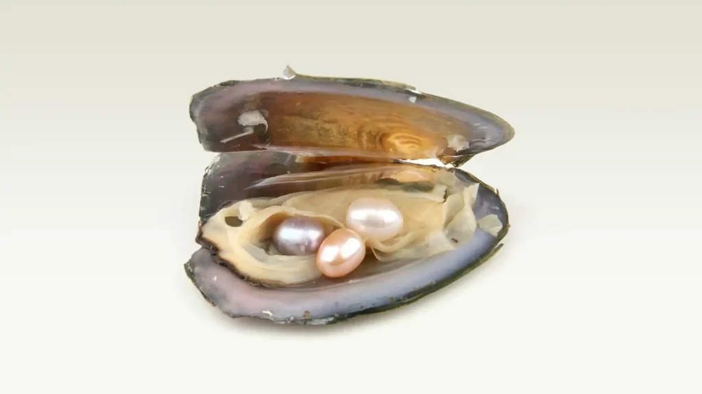 牡蠣中的珍珠