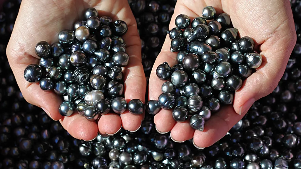 捧在雙手中人工養殖的黑珍珠