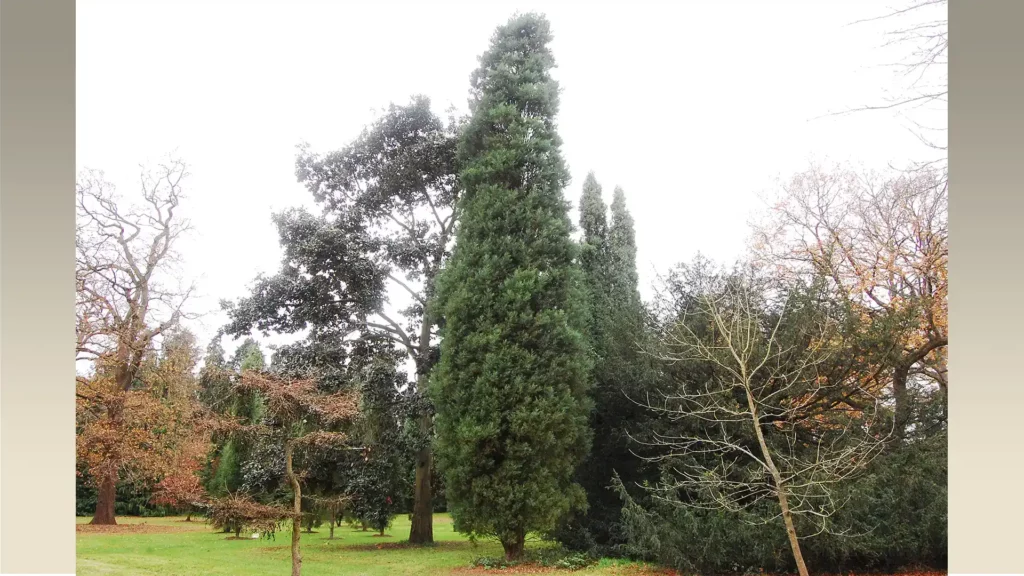 英國倫敦邱皇家植物園內的肖楠木