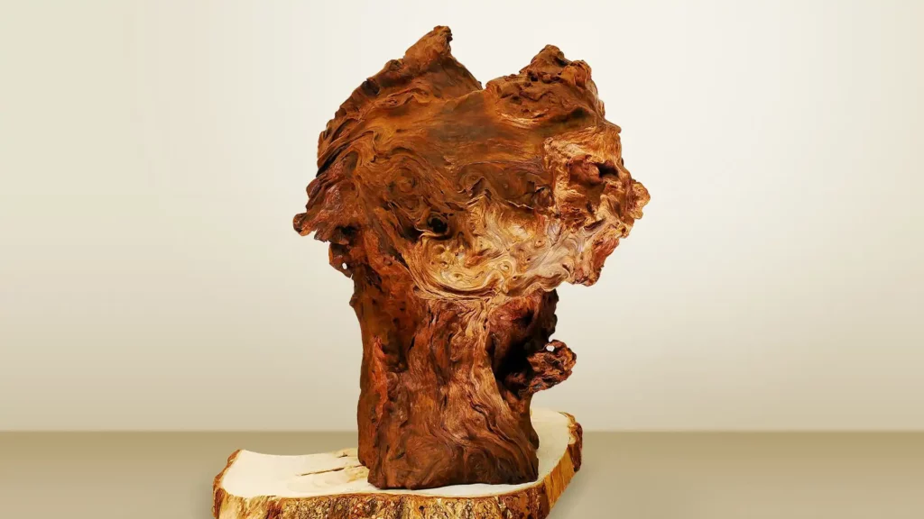 台灣沉水肖楠木