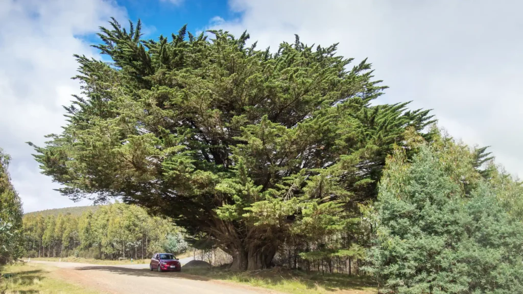 美國塔斯曼尼亞州的一棵巨大肖楠樹