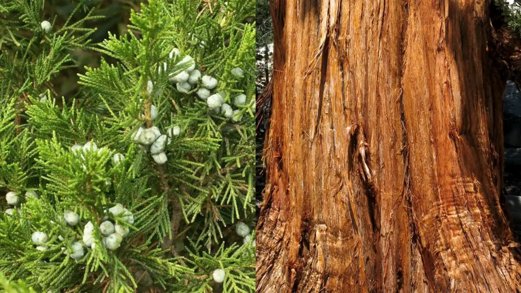 (左)肖楠木植物和果實 (右)肖楠木斷面紋理