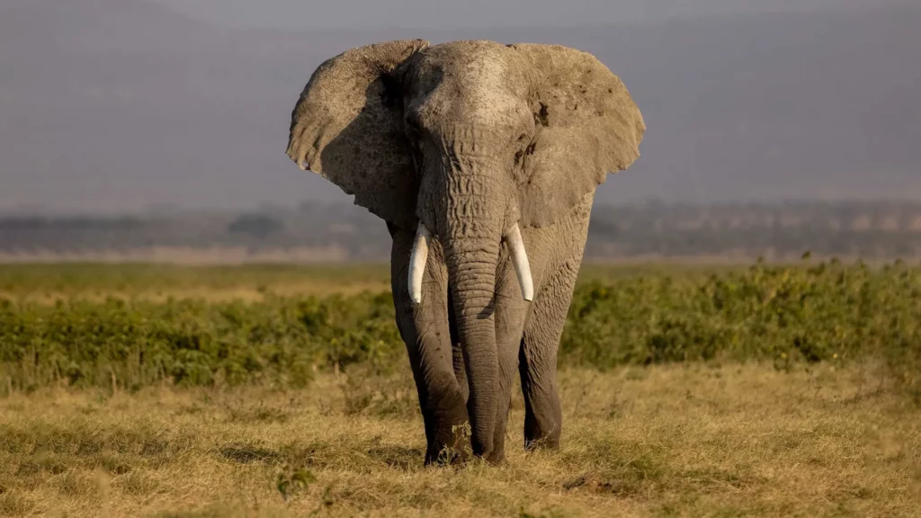 大象在草原中漫步