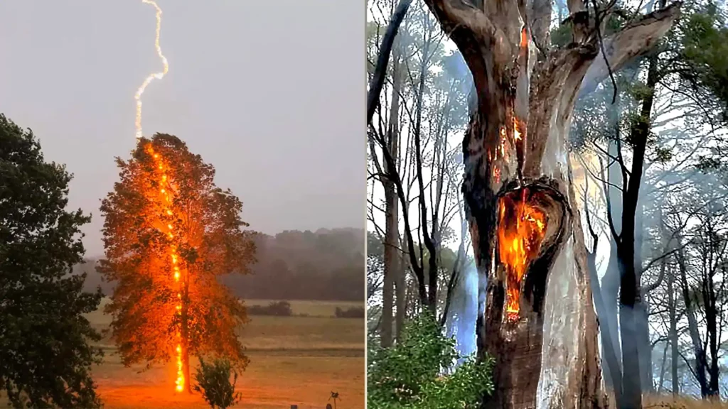 （左）正被雷電擊中的樹，（右）被雷電擊中後著火的樹