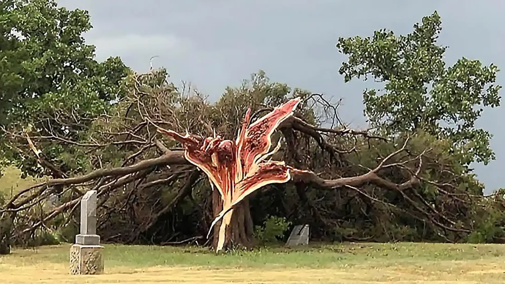 被雷電擊中而爆開的雪松樹