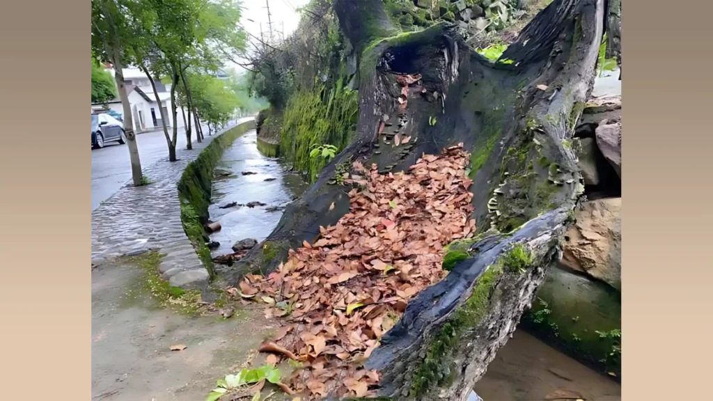 曾遭遇數次雷擊的310年的樟樹