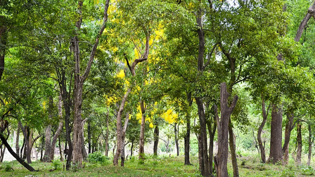 邁索爾的檀香種