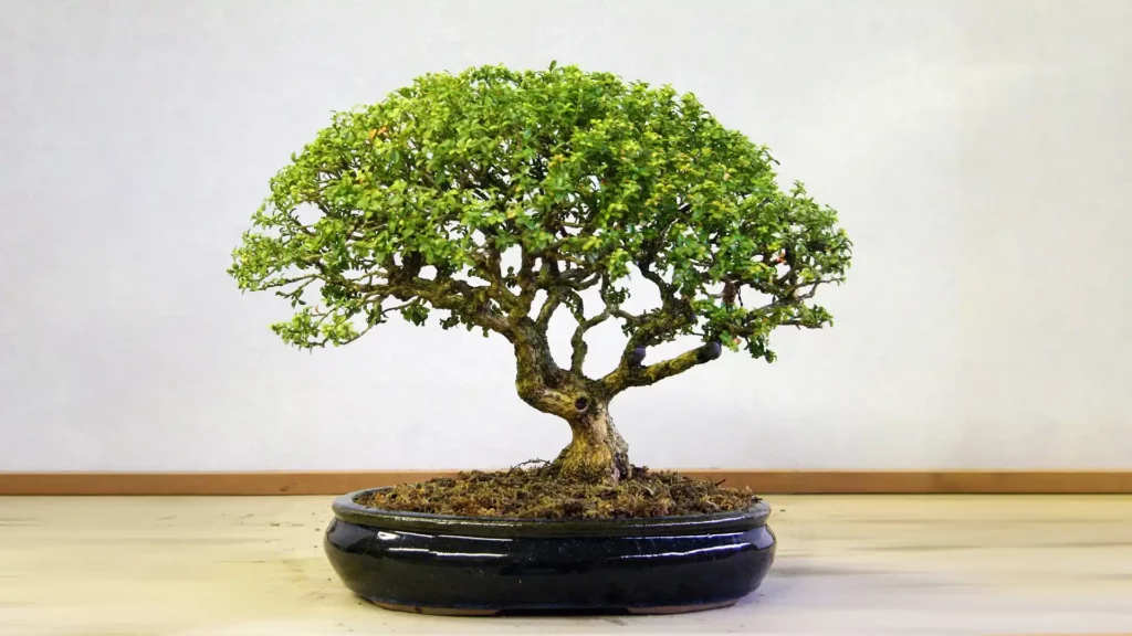 非洲黃楊木盆景擺設