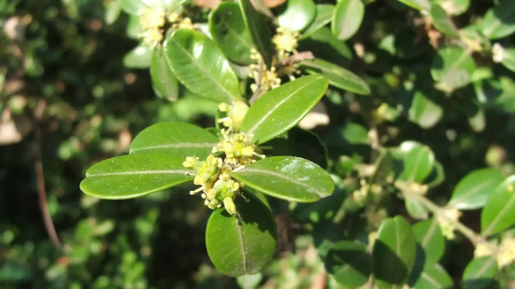匈牙利MTA植物園黃楊屬