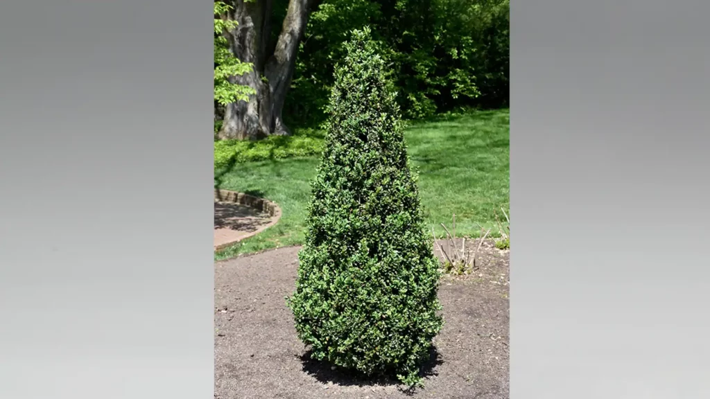 美國金字塔式黃楊樹