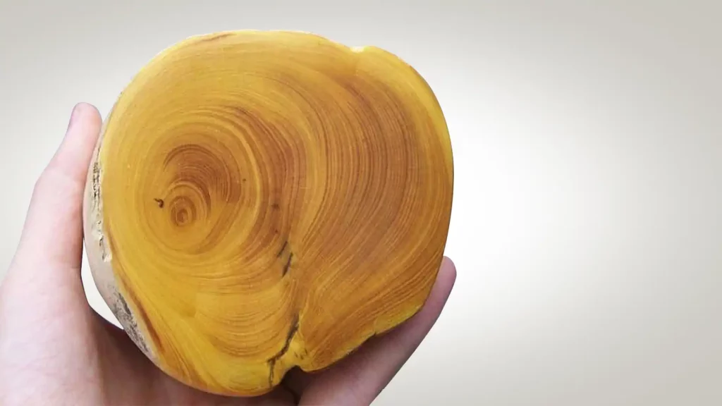 切面橫紋有如象牙的黃楊木
