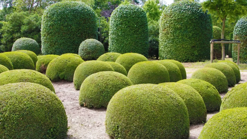 西方國家公園的黃楊灌木