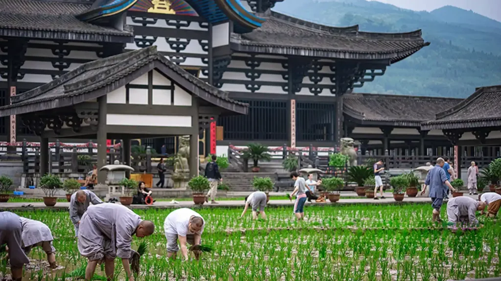 僧人正在耕種農田。