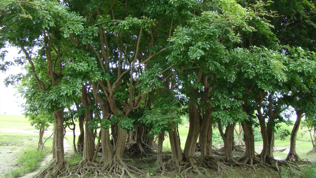 原產於孟加拉國、印度和緬甸，依賴濕地而生長的黄檀屬樹