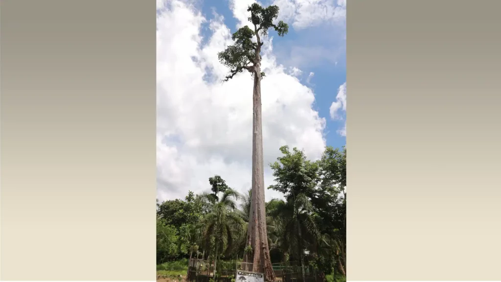 美國最古老的菲律賓黄檀樹（有300年歷史），高54米，位於舊金山