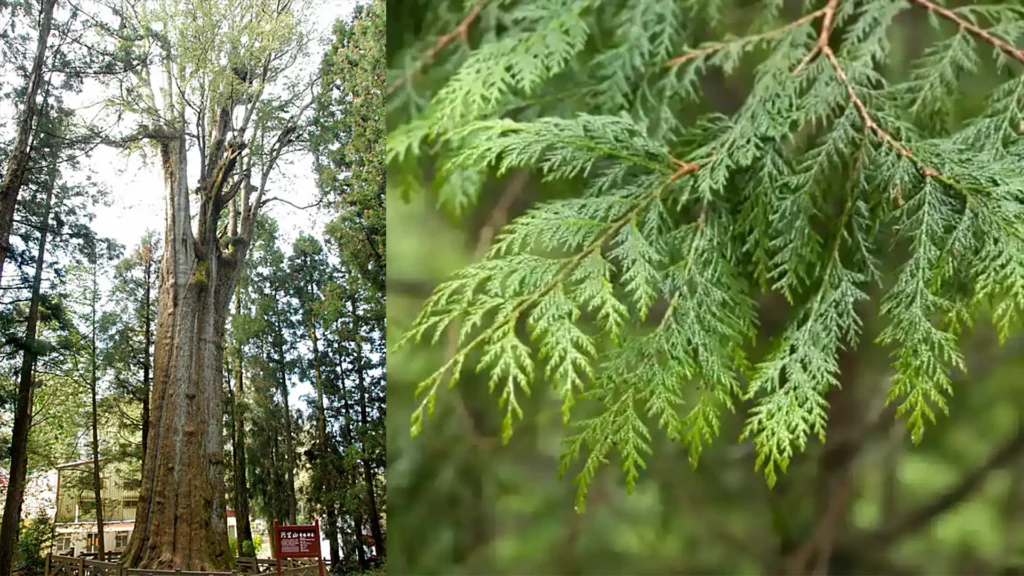 阿里山國家公園裡的神木檜樹