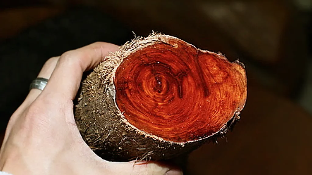 紅檜木料的橫切面，呈現出紅色的檜木紋路