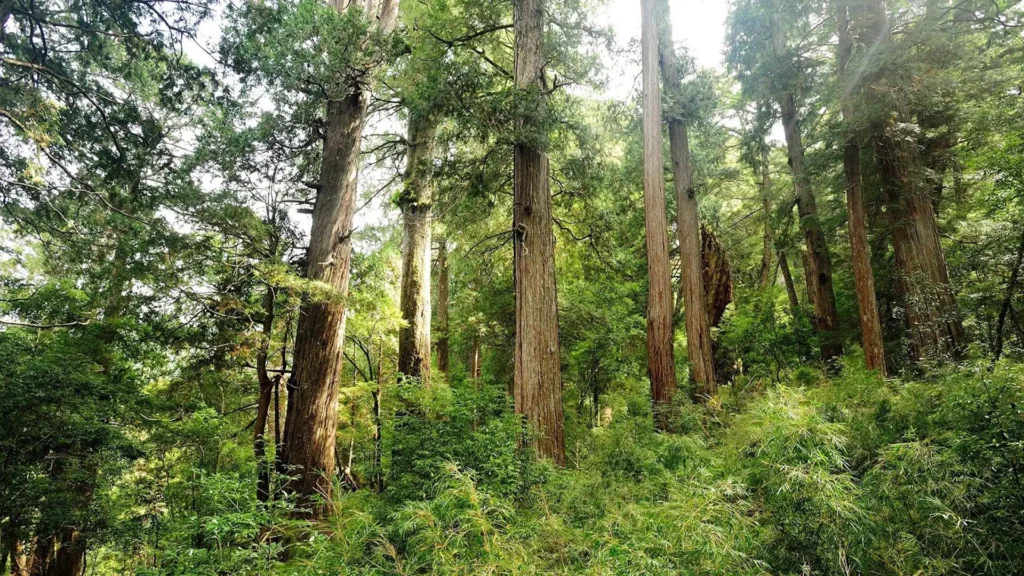 位於台灣雪山原始林中的扁柏森林