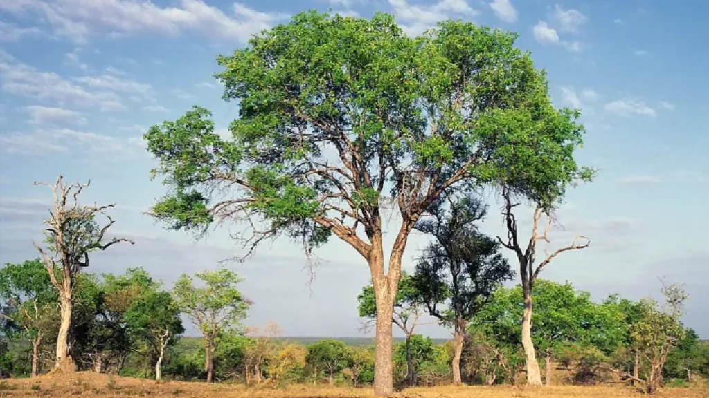 南非薩比沙禁獵區的一棵烏木樹