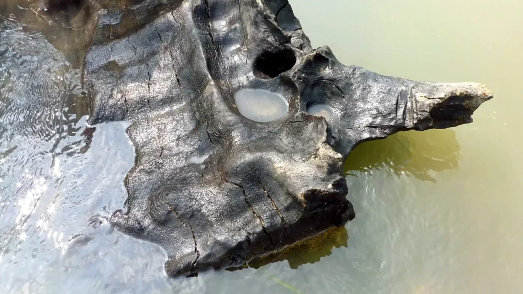 浸泡在水中的烏木材料