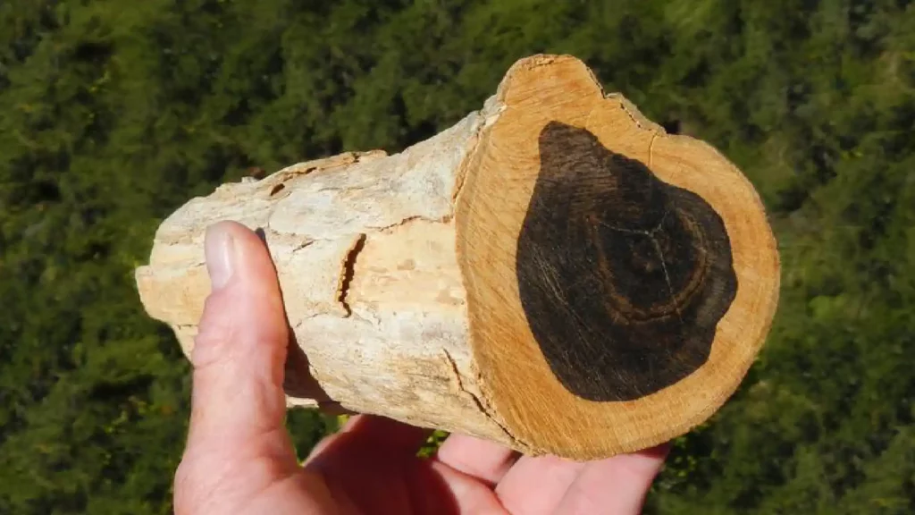 木芯部分呈現巫木的木材