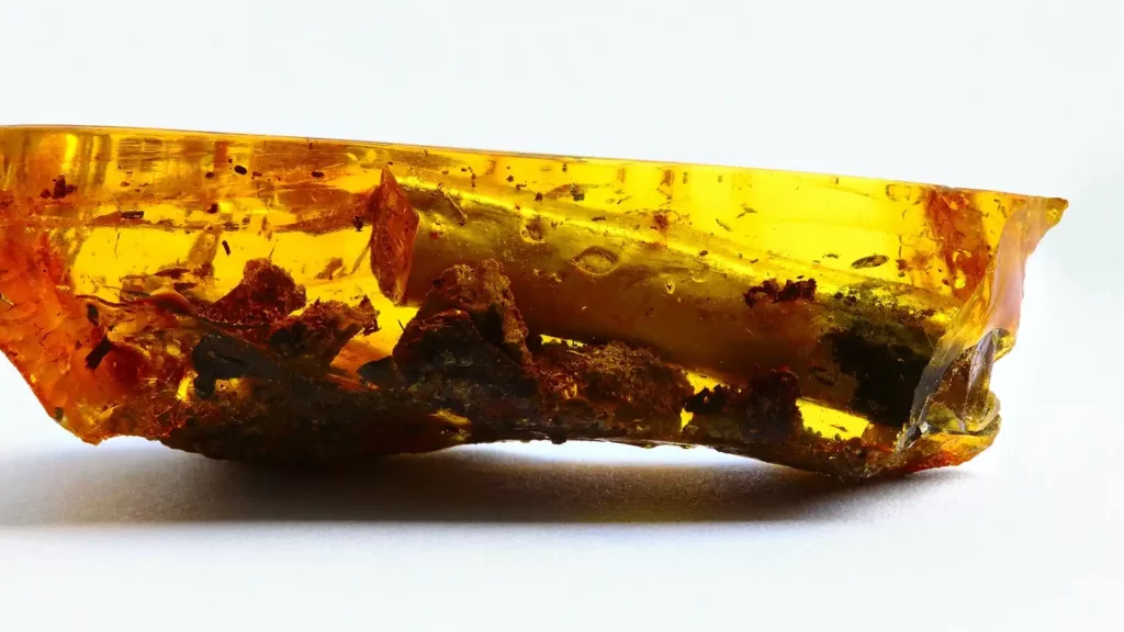 自波羅的海挖掘到的琥珀化石,其中有樹葉、木枝等碎屑沉澱