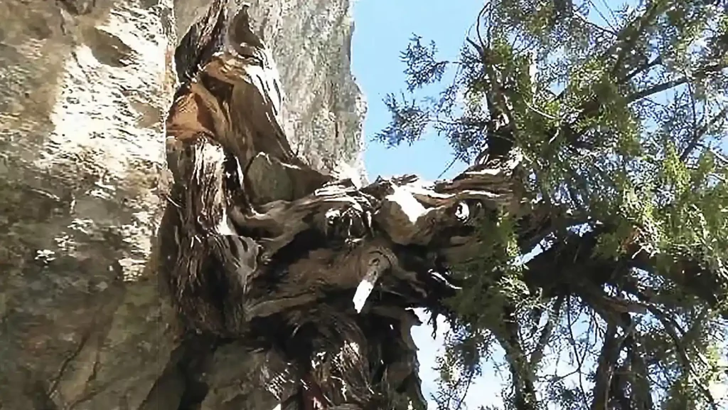 在重慶發現的崖柏群落