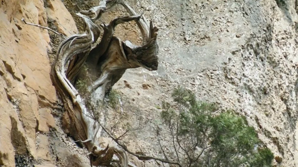 生長在崖面岩石縫隙中的崖柏