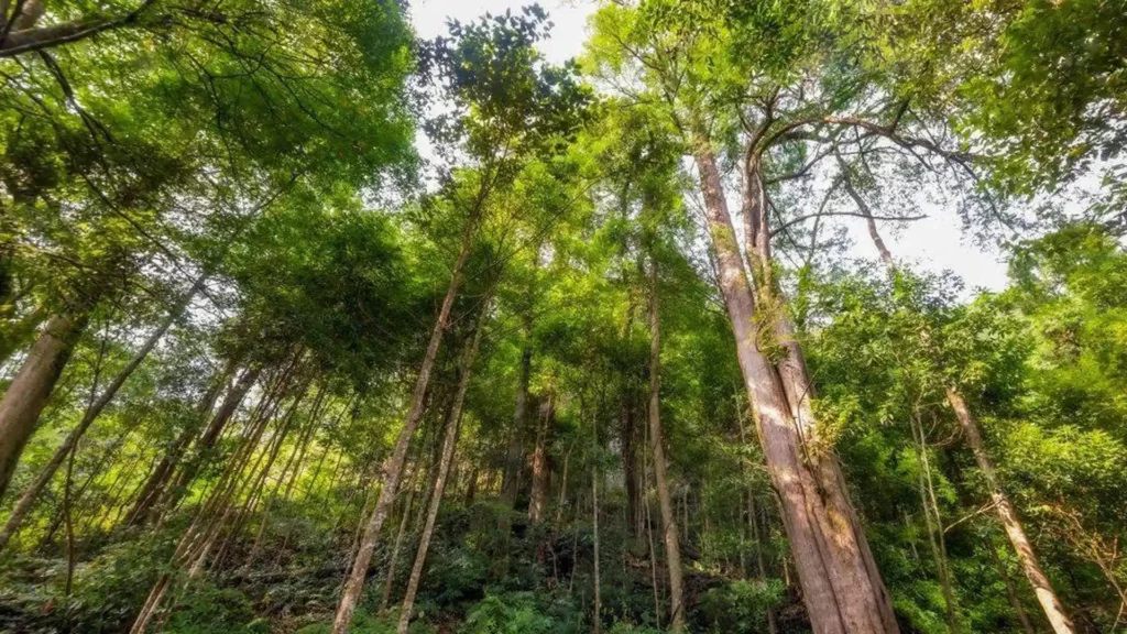 紅豆杉樹高50多米，樹齡約1700年，享有植物王國里的「天然活化石」之譽
