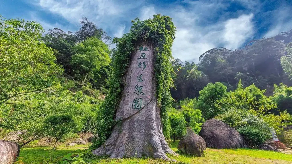 中國上杭縣步雲鄉崇頭村的紅豆杉生態園