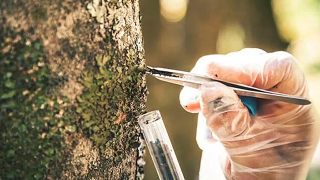 研究人員採集紅豆杉樹皮