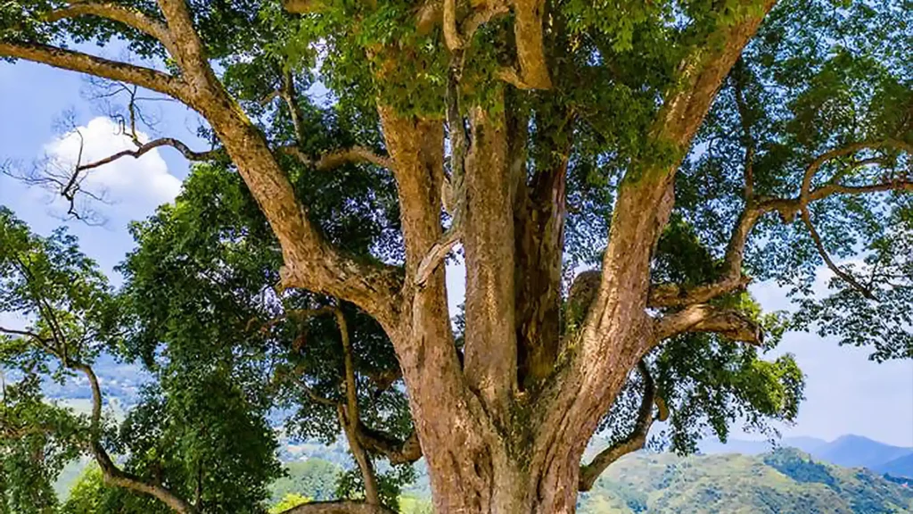 生長許久的古老楠木