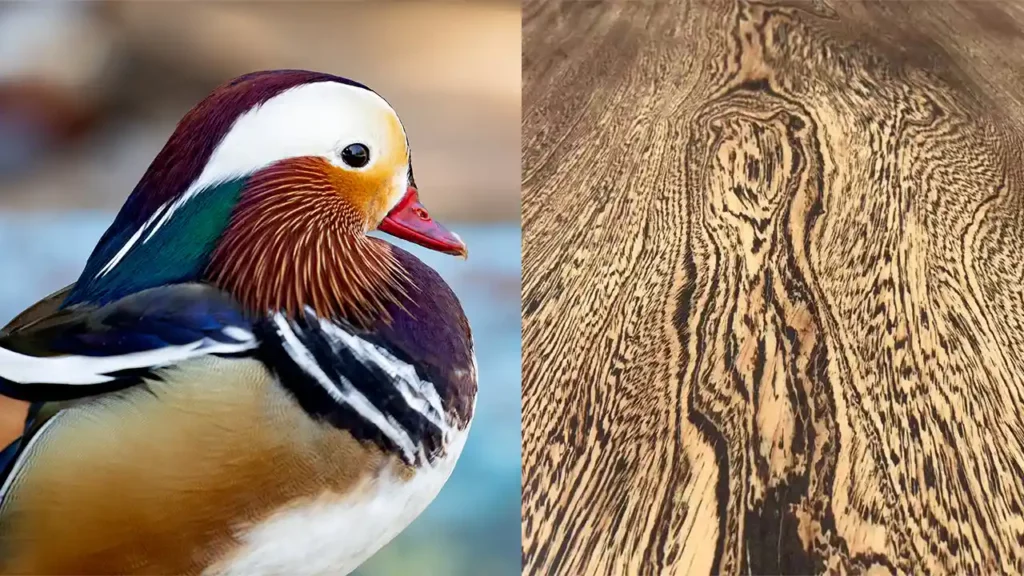 (左)色彩斑斕的鸂鶒。(右)與鸂鶒花紋相近的雞翅木紋路